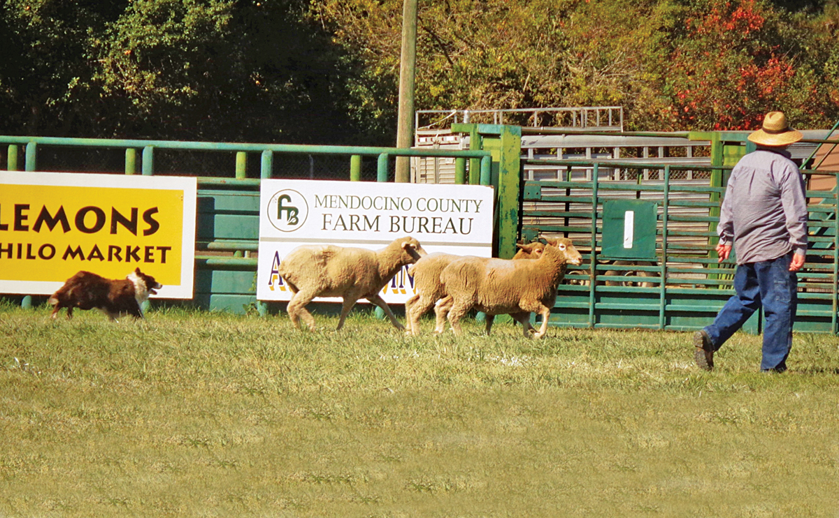 Trials In Croppy Country, Getting Into The Game